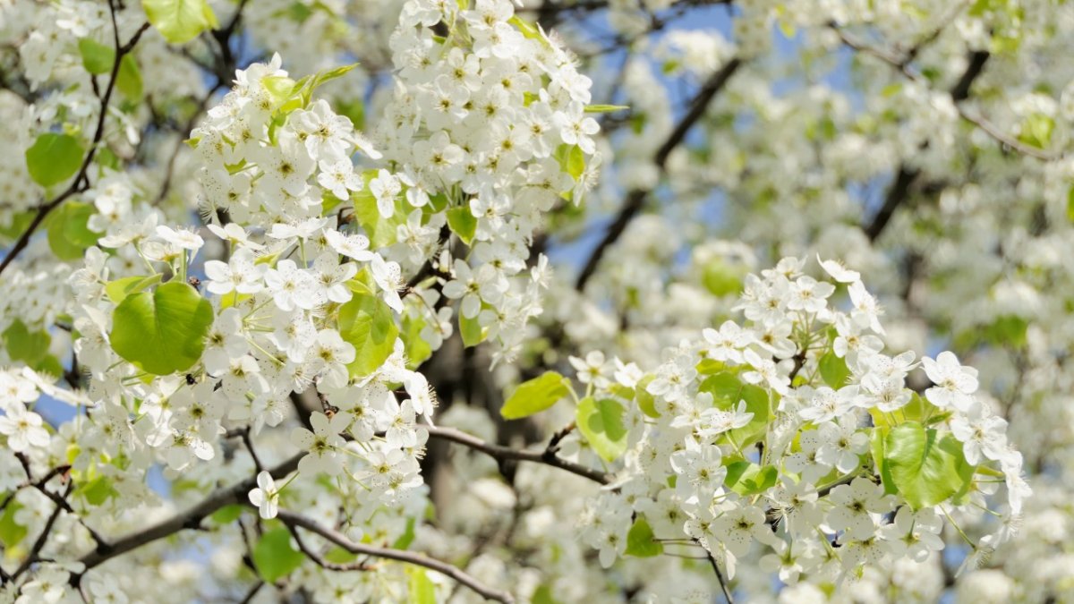 Avoid Planting Stinky Trees This Spring Officials Warn Nbc Chicago Avoid Planting Stinky Trees This Spring Officials Warn Nbc Chicago