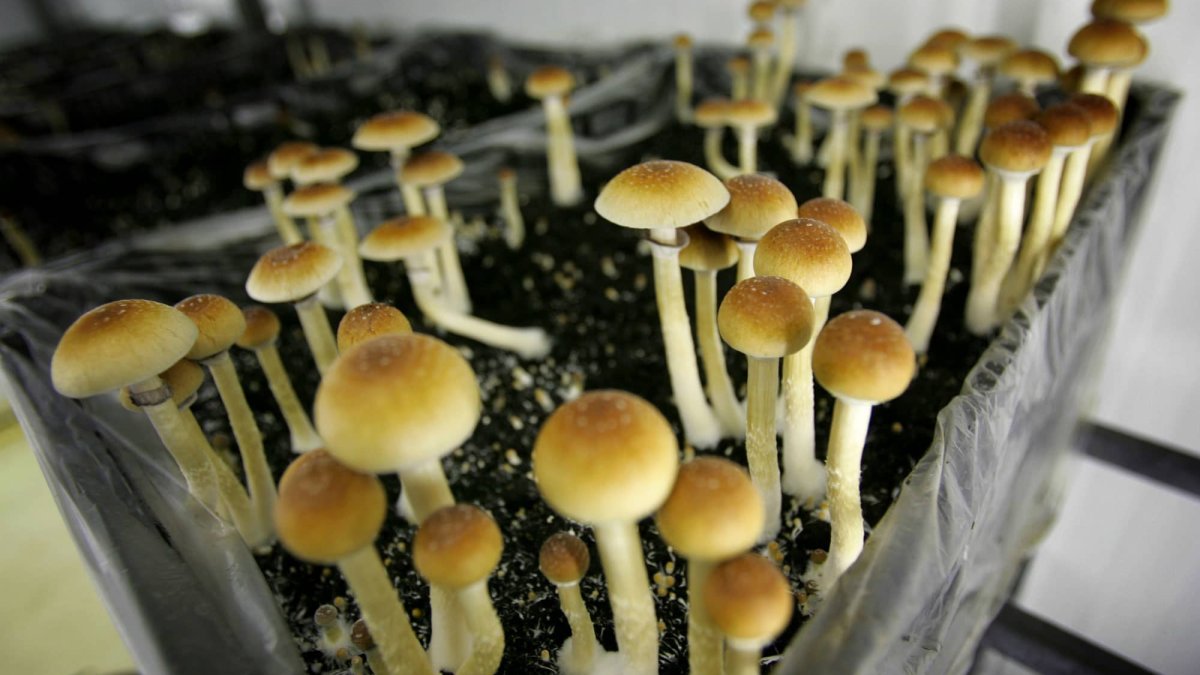 Mushrooms, Ecstasy and Other Psychedelics Could Become Legal in California – NBC Chicago - Vimarsana News