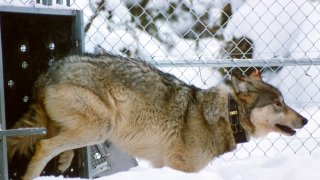 In this Jan. 27, 1996, photo provided by the National Park Service, a wolf leaves a shipping container in Rose Creek pen in Yellowstone National Park, Wyo. Wolves have repopulated the mountains and forests of the American West with remarkable speed since their reintroduction 25 years ago, expanding to more than 300 packs in six states.