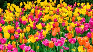 The Chicago Botanical Garden is seen on May 24, 2019. The Chicago Botanic Garden is a 385-acre living plant museum situated on nine islands featuring 27 display gardens and surrounded by four natural areas. (Photo by Patrick Gorski/NurPhoto via Getty Images)