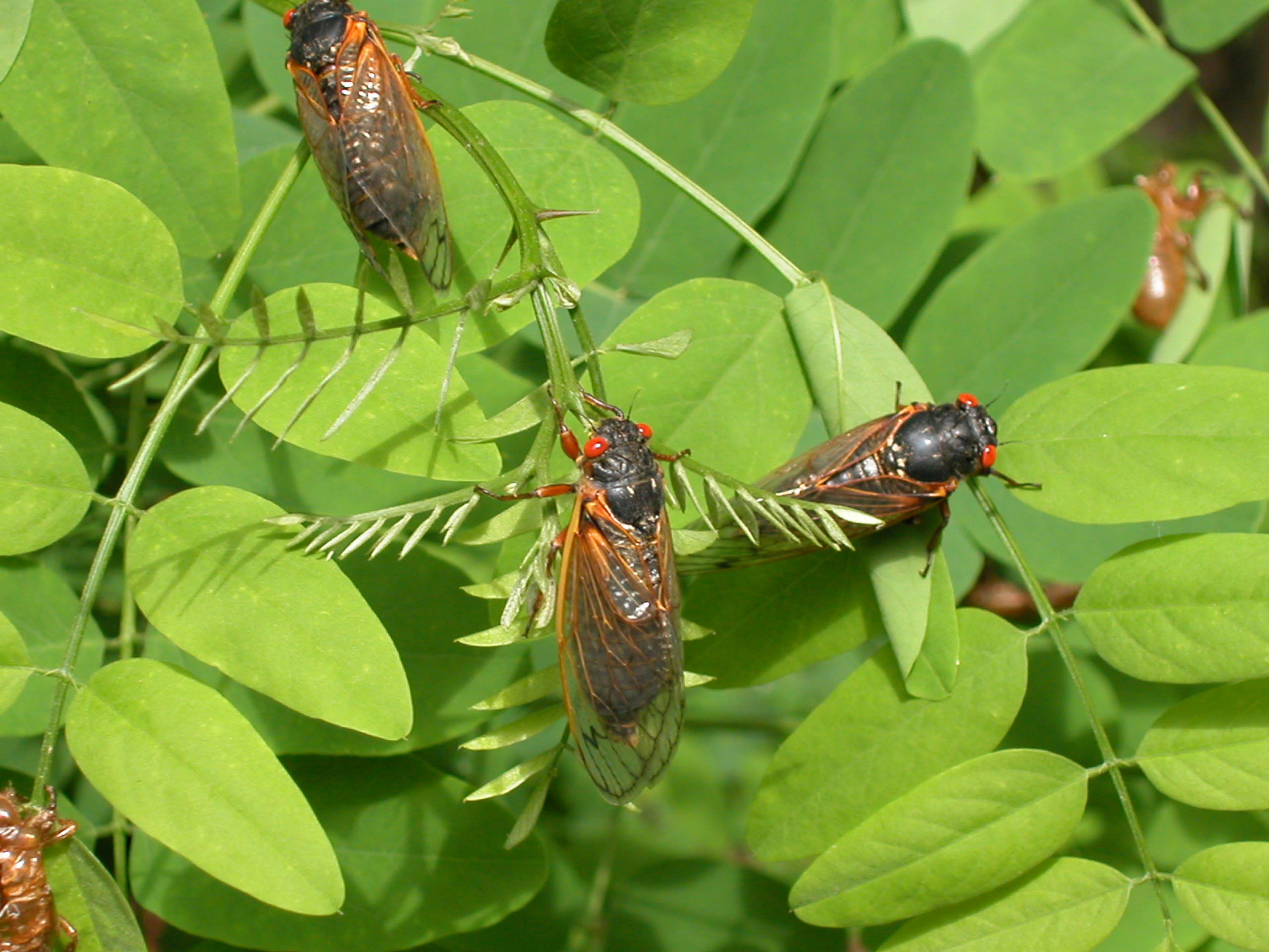 Cicadas in Illinois These locations could get hit hardest in 2024