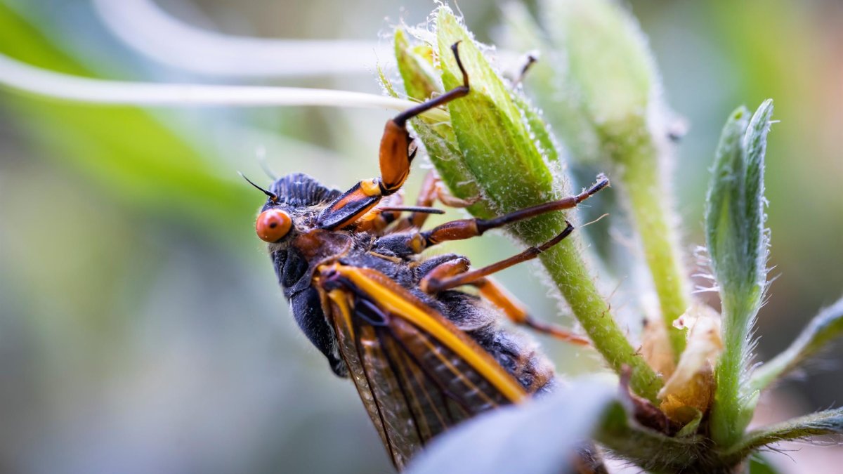 Cicadas Aren’t Expected Until 2024, But Some Have Started Emerging