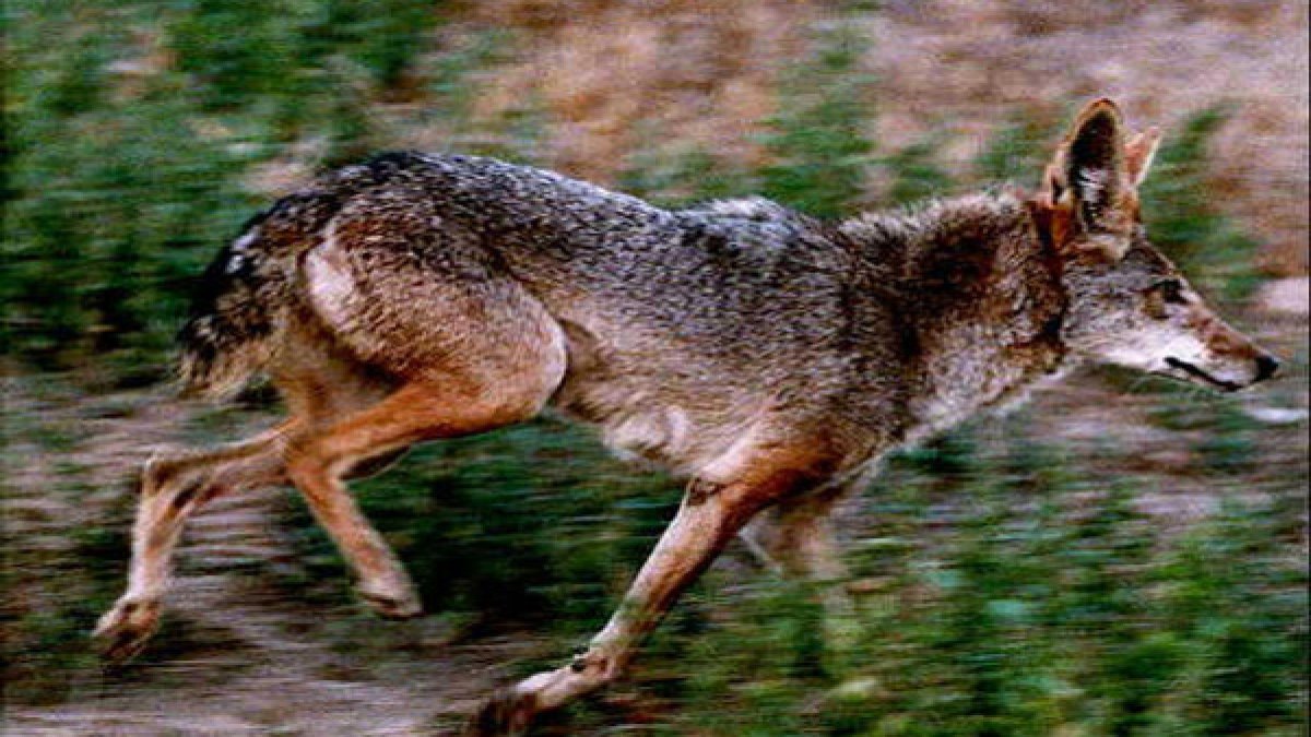 Lakeview residents encounter coyote outside apartment building