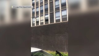 A cat is seen after it landed on the ground after jumping from the window of a burning building on May 13, 2021.