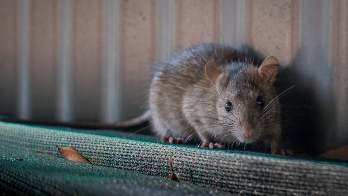 Chicago Rodents Exhibiting 'Unusual' and 'Aggressive' Behavior During Pandemic, Report Says – NBC Chicago - Vimarsana News