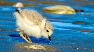 Surviving Piping Plover chick after the memorial day weekend storms. Photo by CTAudubonPatrick Comins