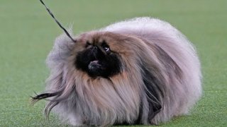 A Pekingese named Wasabi walks with its handler in the Best in Show at the Westminster Kennel Club dog show, Sunday, June 13, 2021, in Tarrytown, New York. The dog won the blue ribbon in Best in Show.