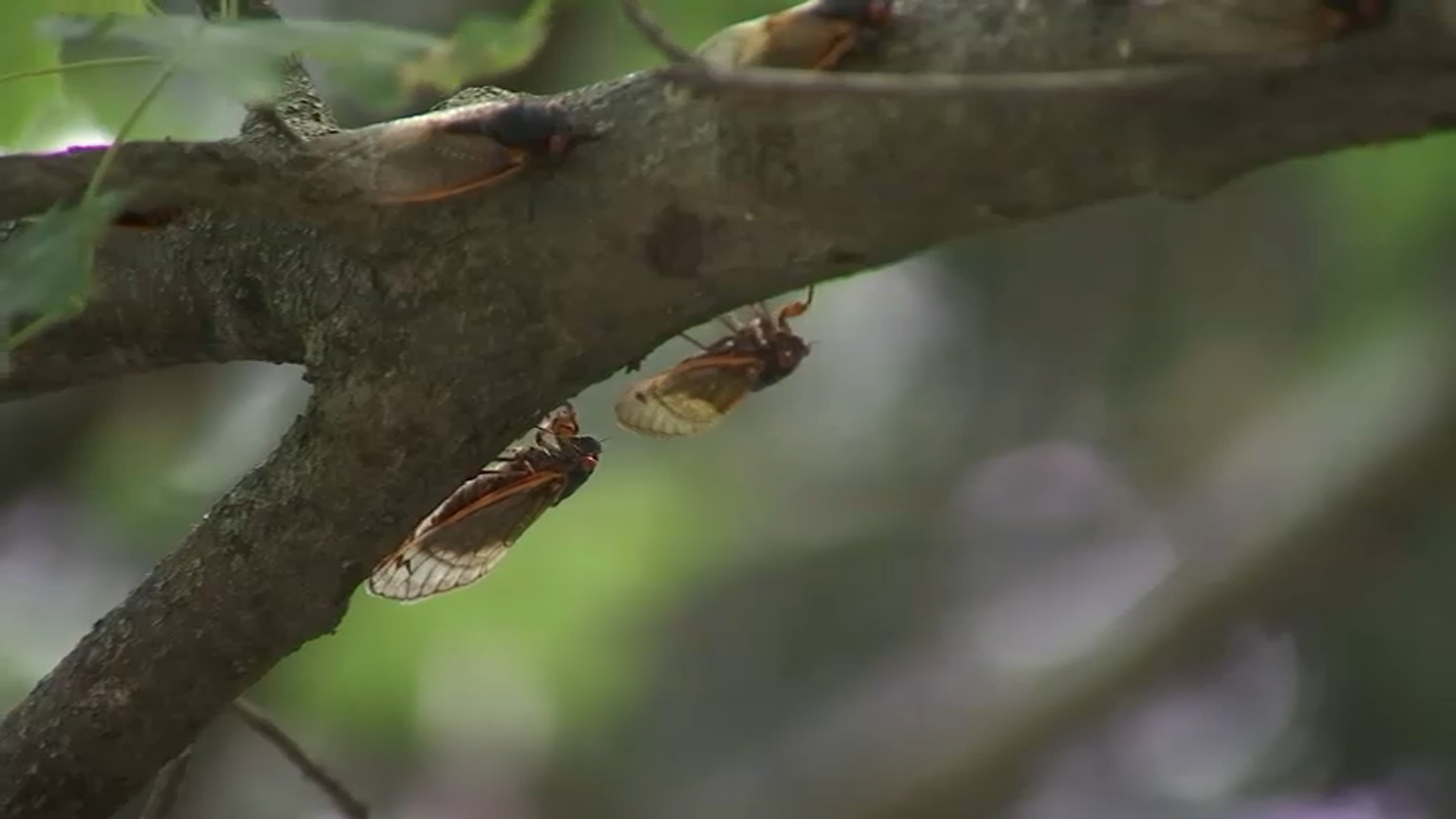 In 1990, Chicagoans were shoveling dead cicadas from sidewalks. That could happen again