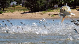 invasive carp