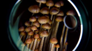 Medicinal uses for psilocybin include depression, PTSD and other mental disorders, and as more clinical data comes in, a recent spate of public offering has raised billions of dollars for the emerging mental health field.