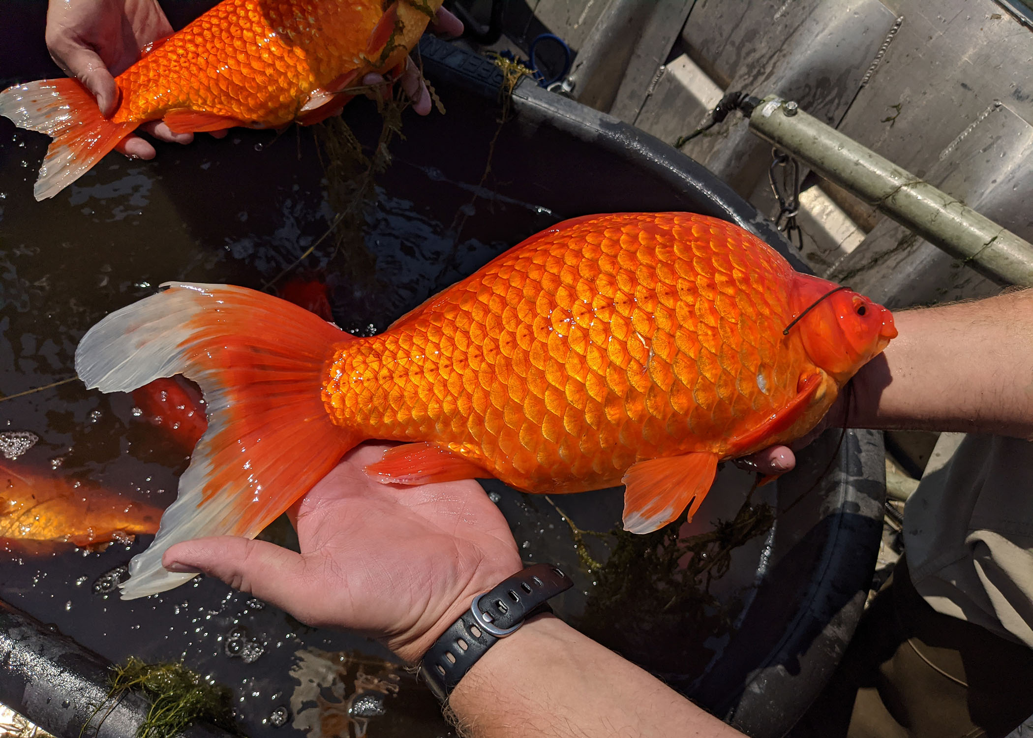 fish tank for large goldfish
