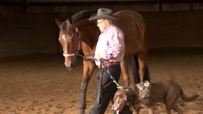 Chicago Boy Creates NFT Images of Adopted Pup – NBC Chicago