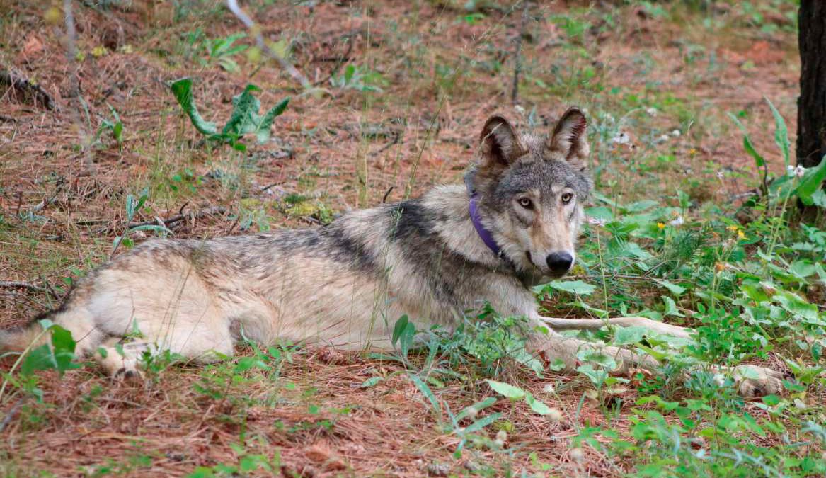 Biden Backs End to Wolf Protections But Hunting Concerns Grow – NBC Chicago - Vimarsana News