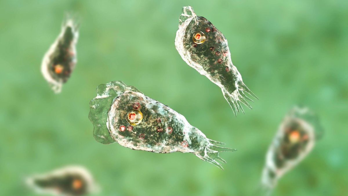Missouri Swimmer Likely Infected with Amoeba in Iowa Dies - Vimarsana News