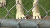 Man mauled to death by pack of stray dogs in small Illinois town: Reports