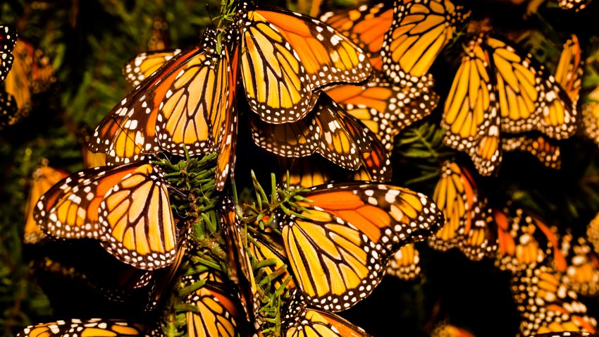 Monarch butterfly (Danaus plexippus) migration