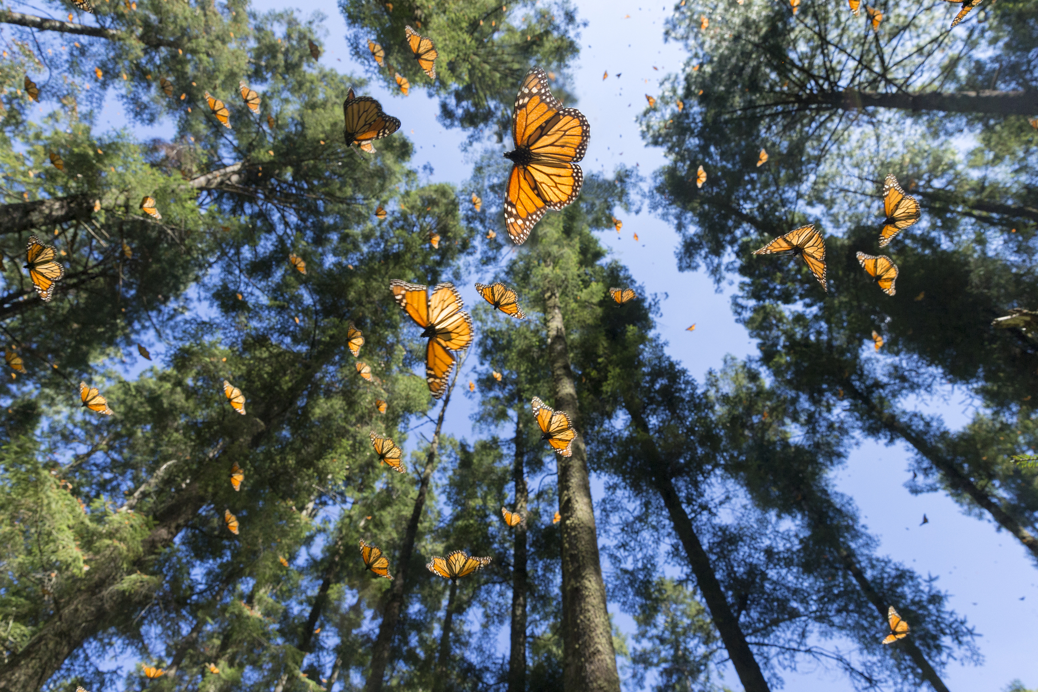Monarch Migration: What to Know as Butterflies Fly Through Chicago This Month