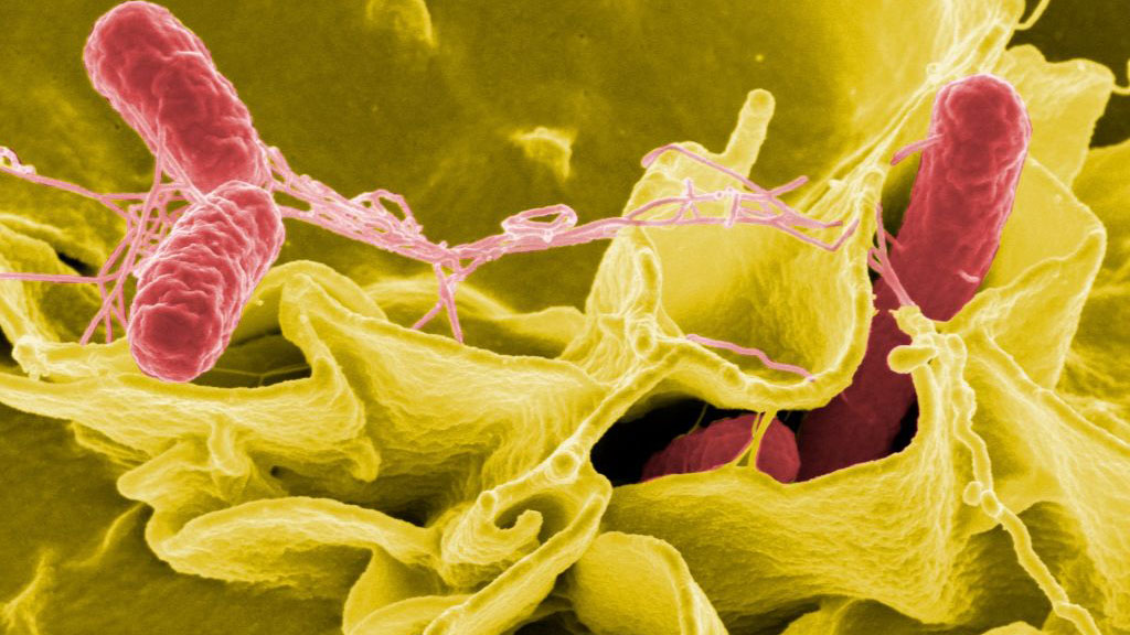 Mysterious Salmonella Outbreak Grows; CDC Says Strain Found in Takeout Container thumbnail