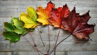 hojas en el otoño