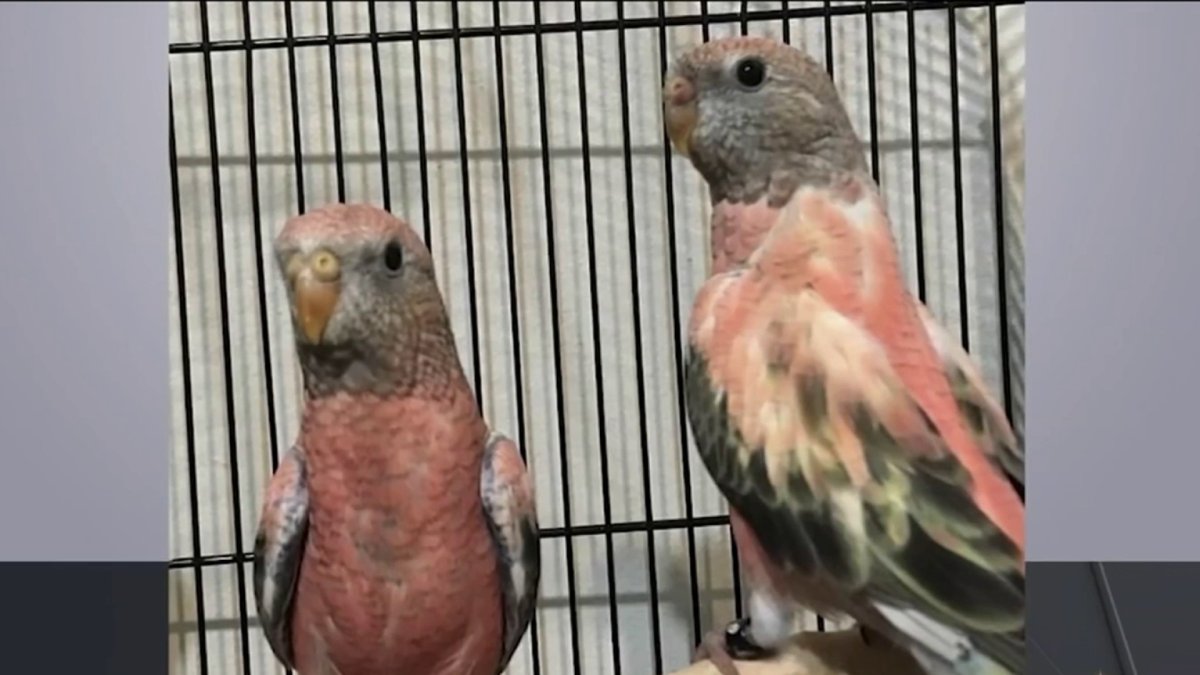 Thief Returns Stolen Expensive Birds From NJ Store, Along With Apology Note - Vimarsana News