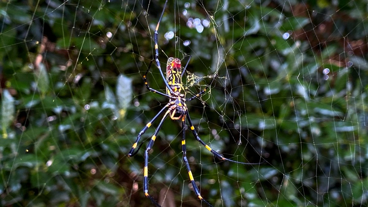 Spider season again! The top six spiders you'll spot at home in autumn -  CPRE
