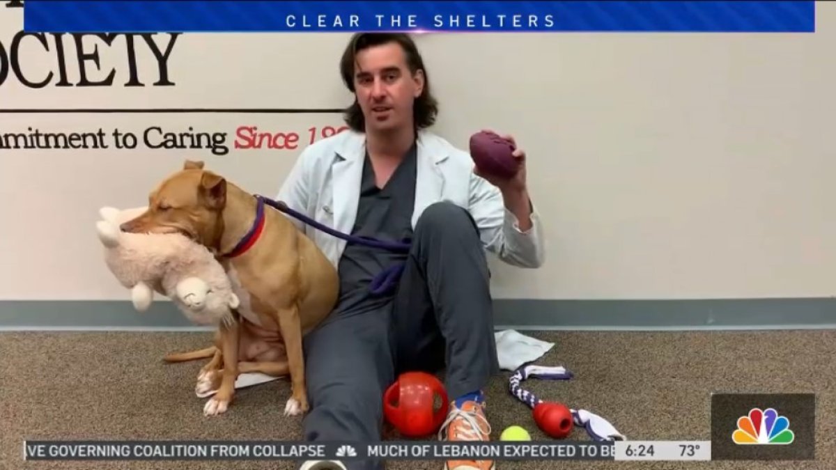 Clear the Shelters Toy Safety for Dogs NBC Chicago