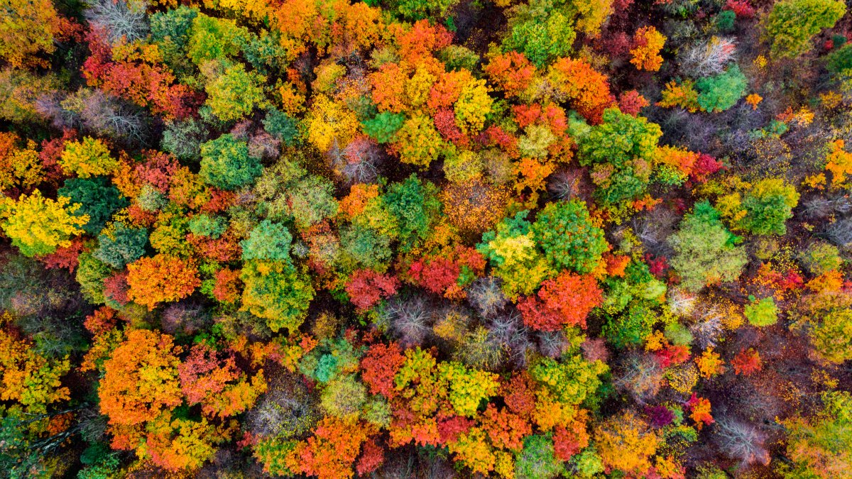 Climate Change Is Stalling the Process That Makes Leaves Change Color in the Fall – NBC Chicago - Vimarsana News