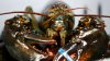‘Conspiracy Theory' That Lobster Actually Isn't Tasty Goes Viral