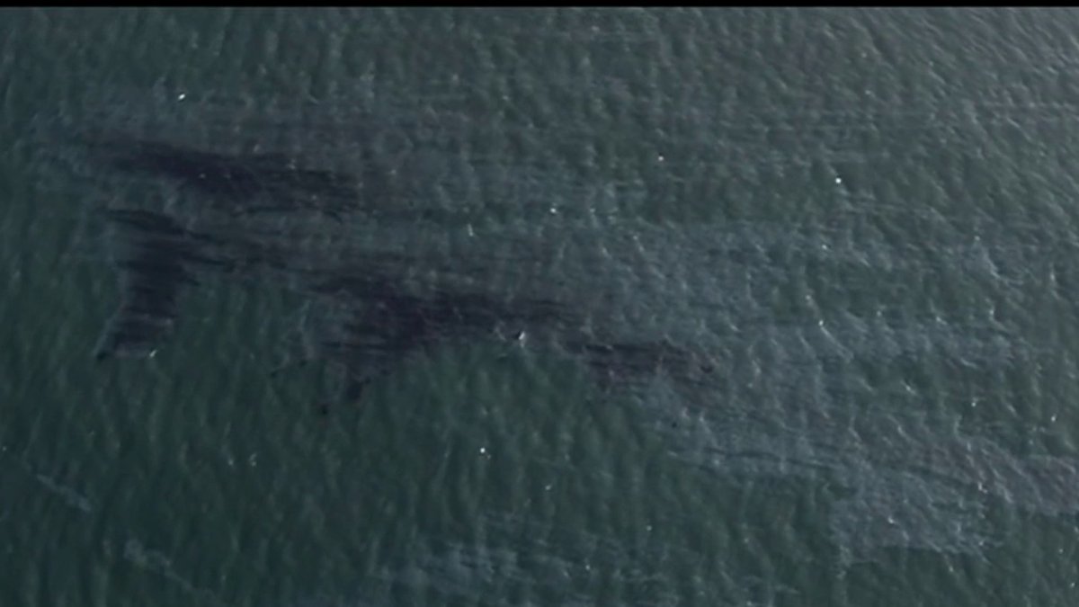 Oil Slick Reported Off Coast Near Newport Beach – NBC Chicago - Vimarsana News