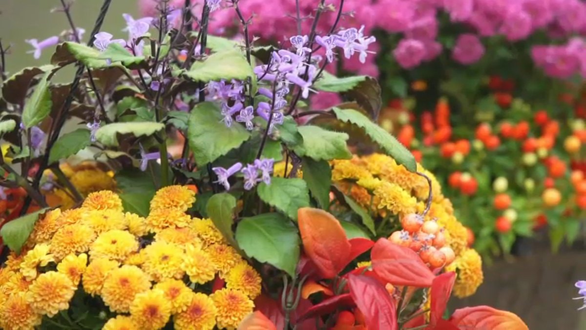 Expert Tips for Decorating Your Home This Fall From the Floral Designer for the Grammys - Vimarsana News