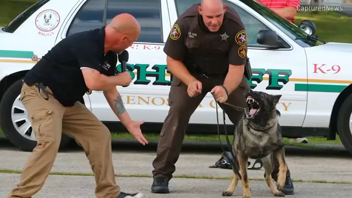 Wis. Police Dog Shot Taking Down Chicago Murder Suspect Hailed a 'Hero' – NBC Chicago - Vimarsana News