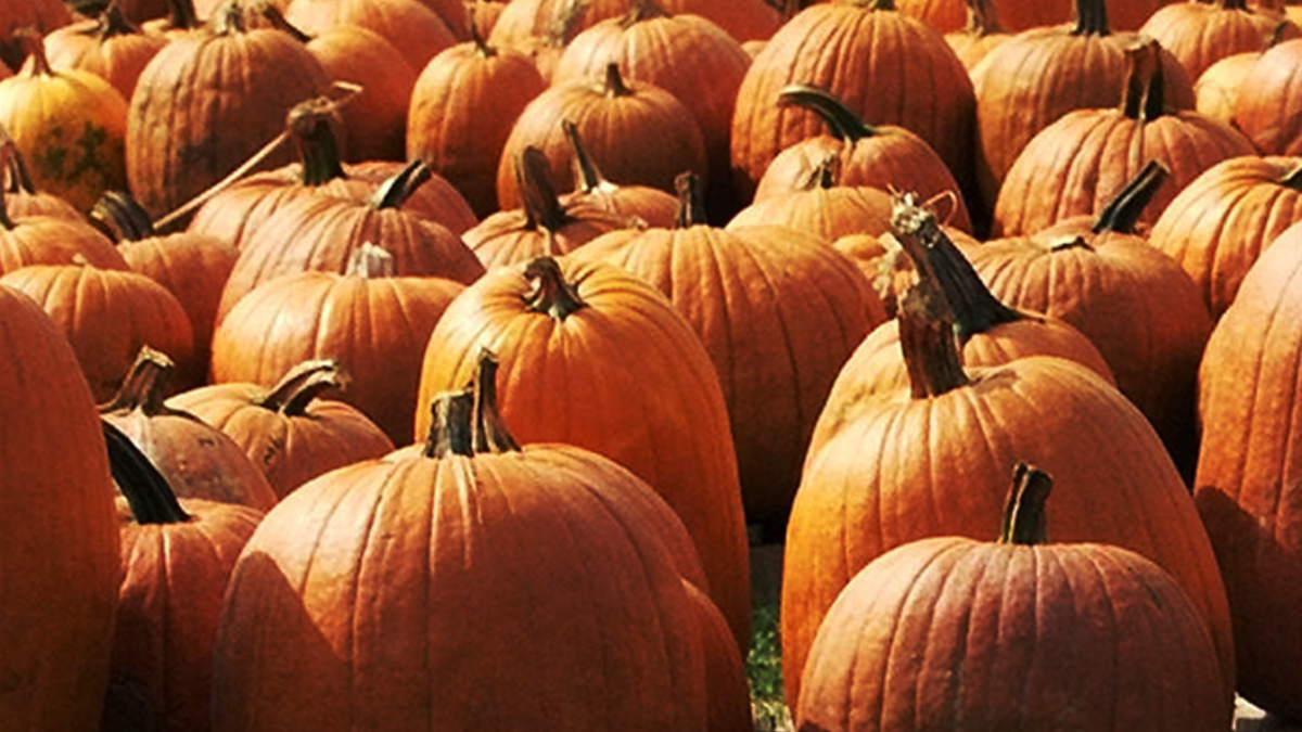 Jack’s Pumpkin Pop Up Returns to Goose Island For 5th Year NBC Chicago