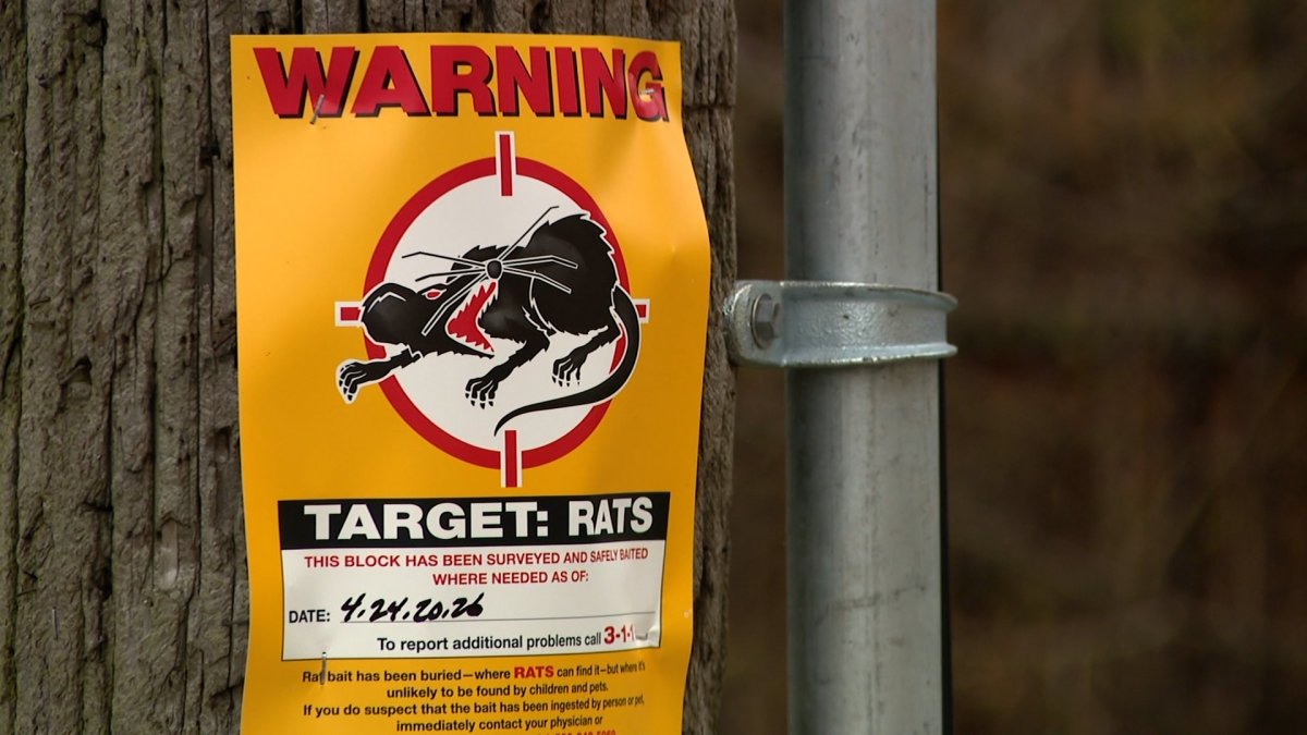 Milwaukee ranked 24th most rat-infested city in America, Orkin says