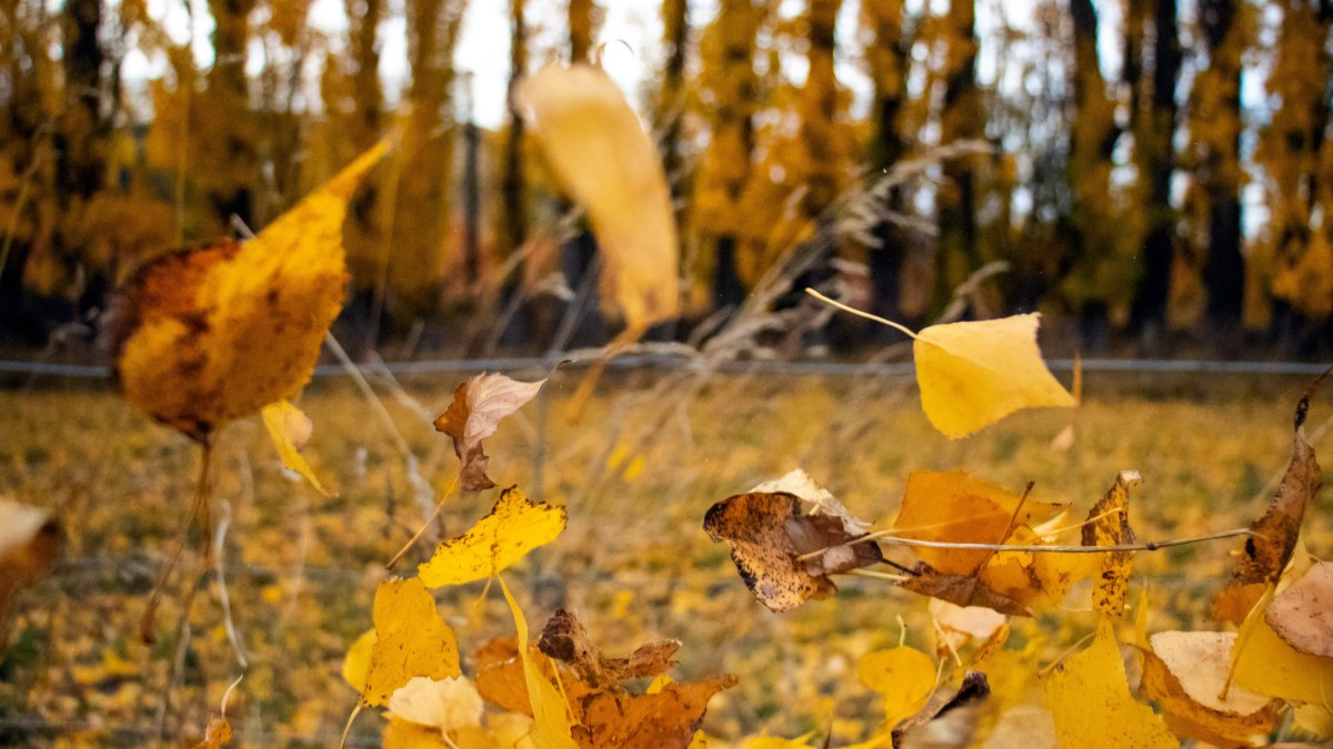 When will fall colors peak? Experts say El Niño could change the timing this year