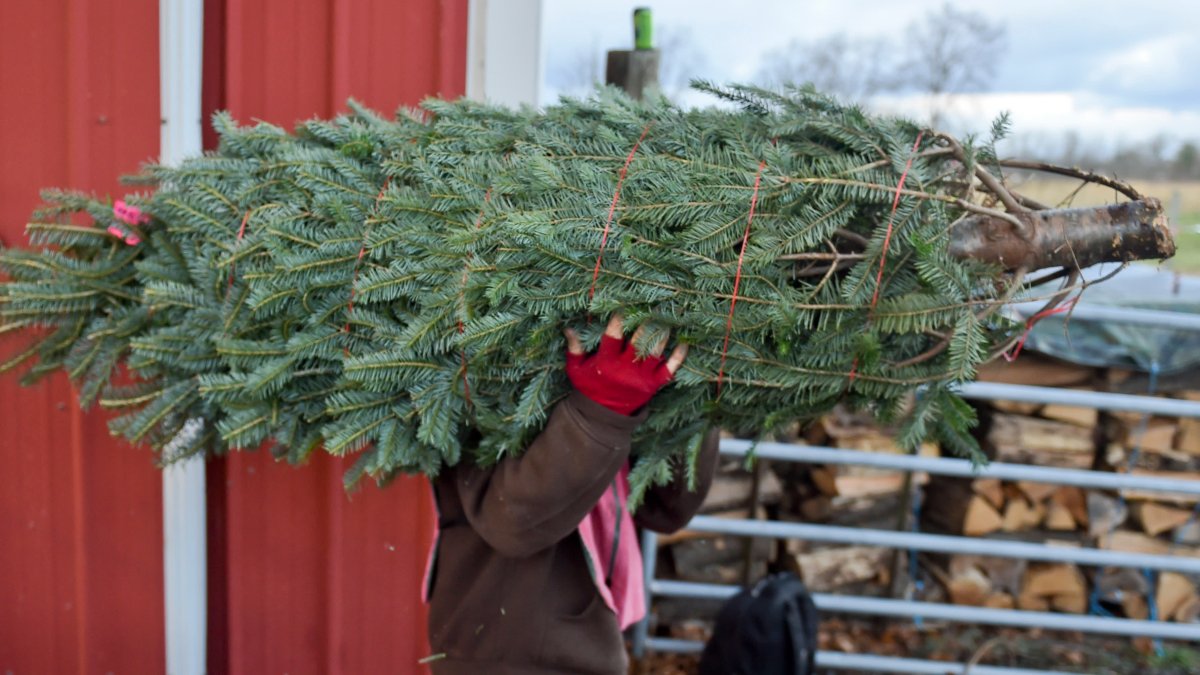 Christmas Tree Buyers Face Reduced Supplies, Higher Prices – NBC Chicago - Vimarsana News