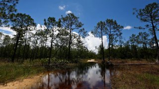 FILE - In this June 7, 2018, photo, a puddle blocks a path that leads into the Panther Island Mitigation Bank near Naples, Fla. The Biden administration on Nov. 18, 2021, moved to formally restore federal protections for hundreds of thousands of small streams, wetlands and other waterways, undoing a Trump-era rule that was considered one of that administration's hallmark environmental rollbacks.