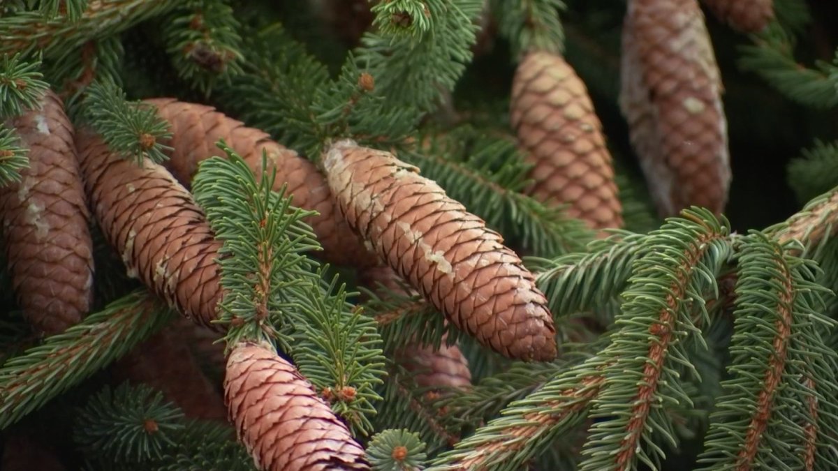 Chicagos annual tree recycling program begins. Heres what to know