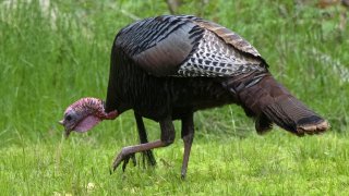 Wild Turkey, female