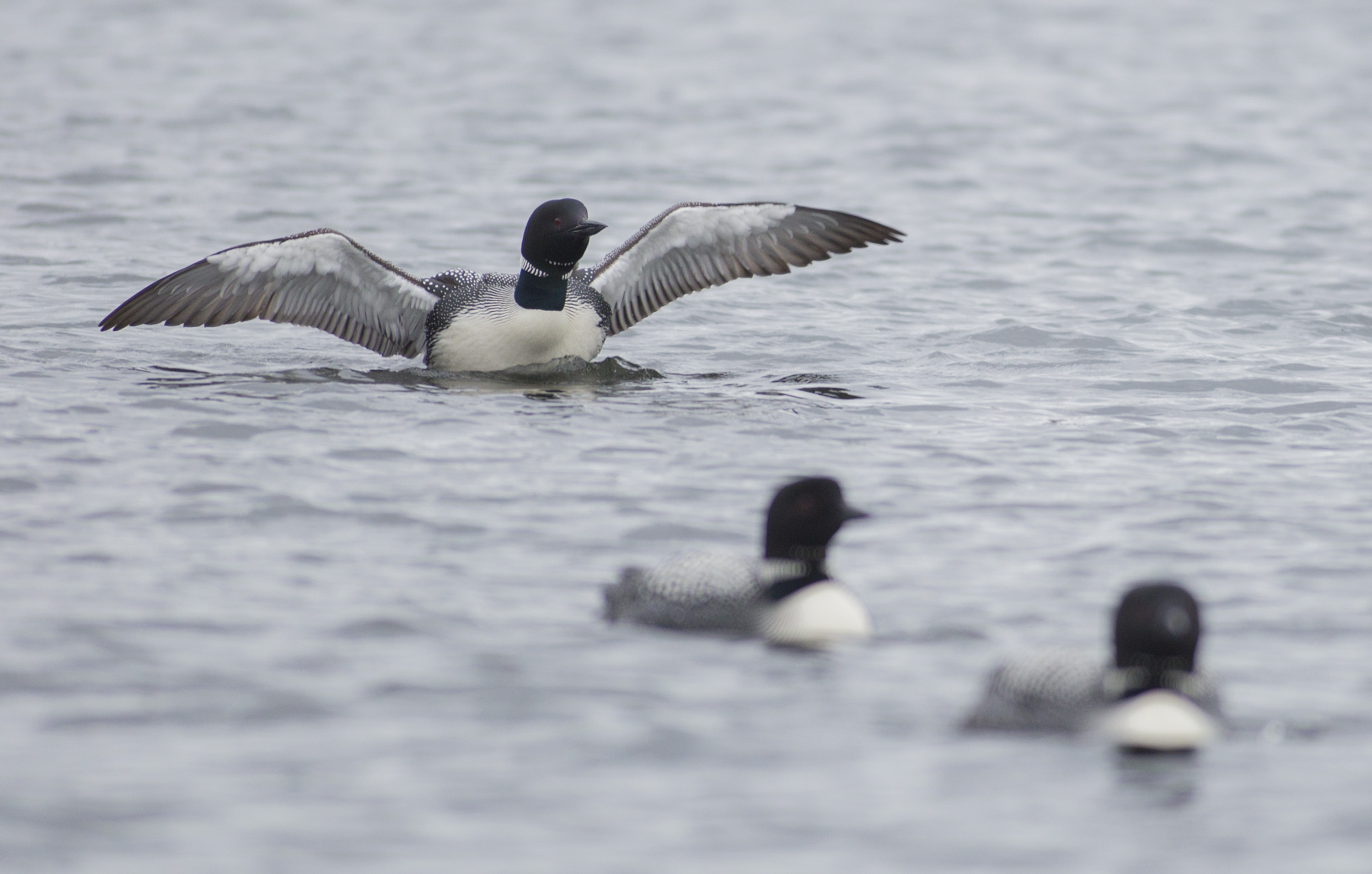 Residents Report Loons Falling Out of Sky in Northern Wisconsin – NBC ...