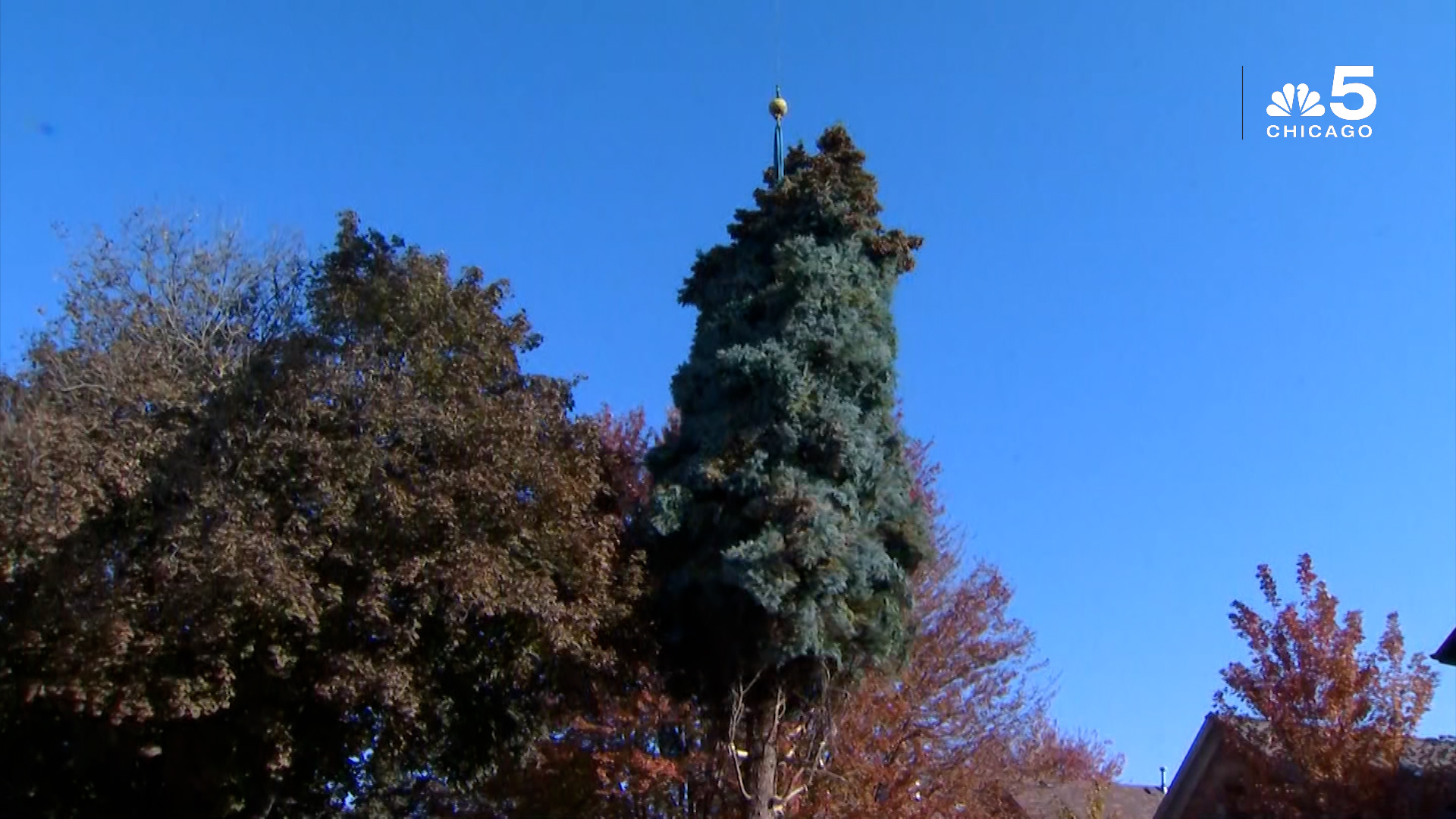 Watch 2021 Christmas Tree Cut Down Donated From Logan Square Family Nbc Chicago