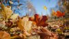 Changing leaves could be impacted by dry, warm weather in Chicago area