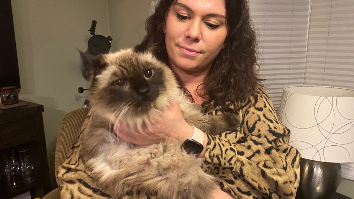 'Christmas Miracle': Missing Cat in Connecticut Found After Three Years – NBC Chicago - Vimarsana News