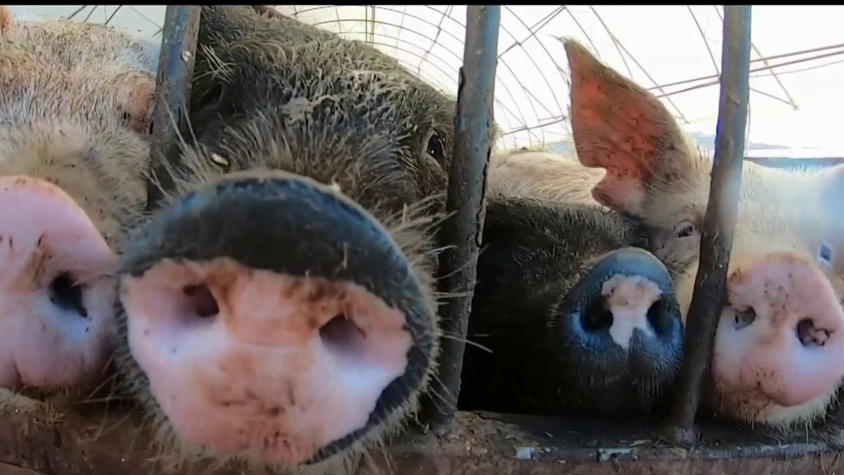 2022 Law Likely to Boost Pork Prices in California – NBC Chicago - Vimarsana News