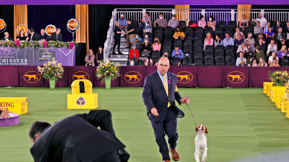 Westminster Kennel Club Dog Show 2023: When, Where, Prizes and More – NBC Chicago - Vimarsana News
