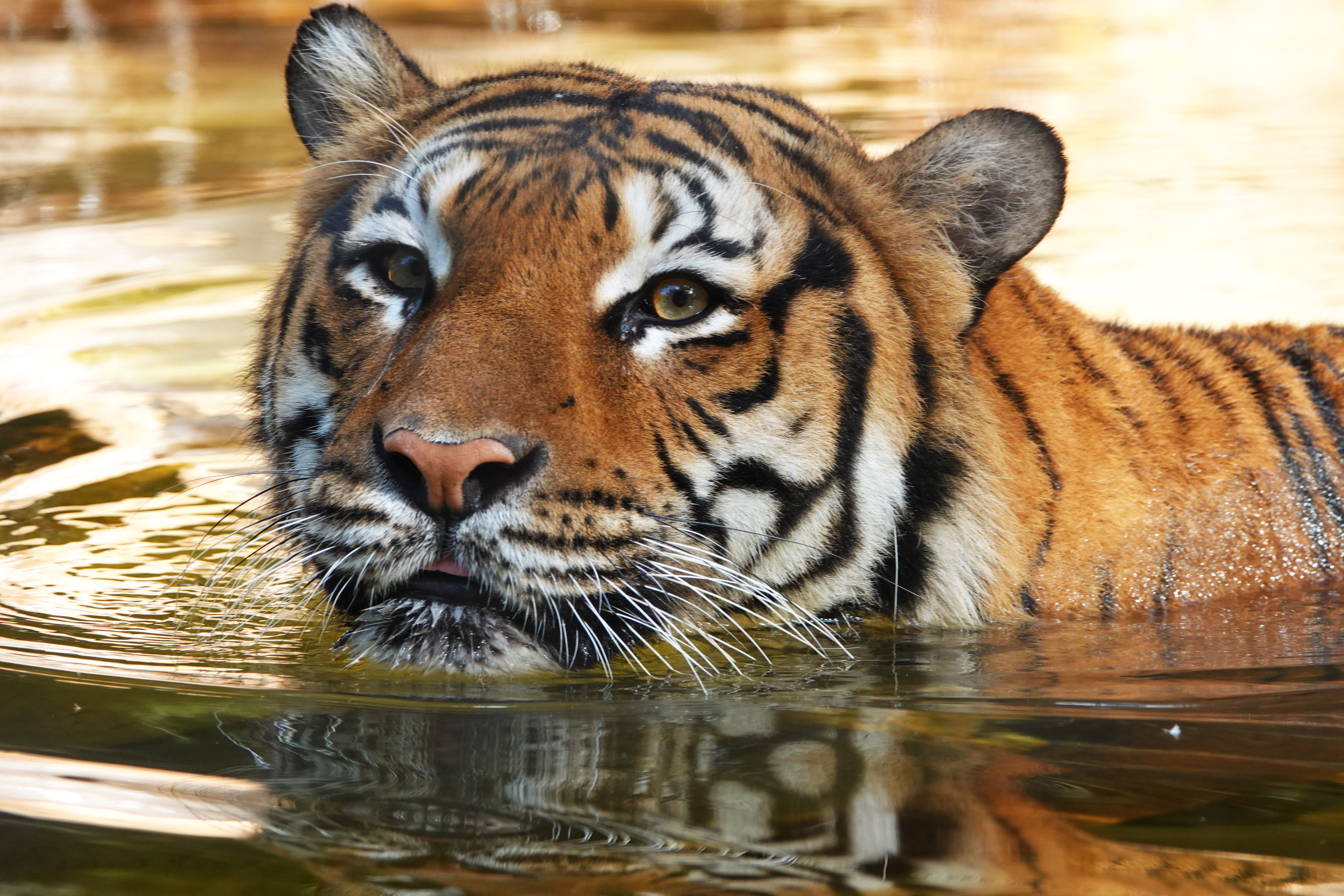 Tiger Shot After Attacking Person at Naples Zoo: Police – NBC Chicago - Vimarsana News