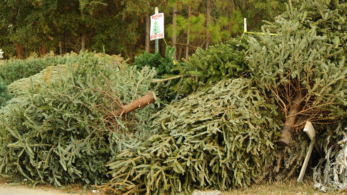 Where to Recycle Your Christmas Tree in Chicago, Suburbs NBC Chicago