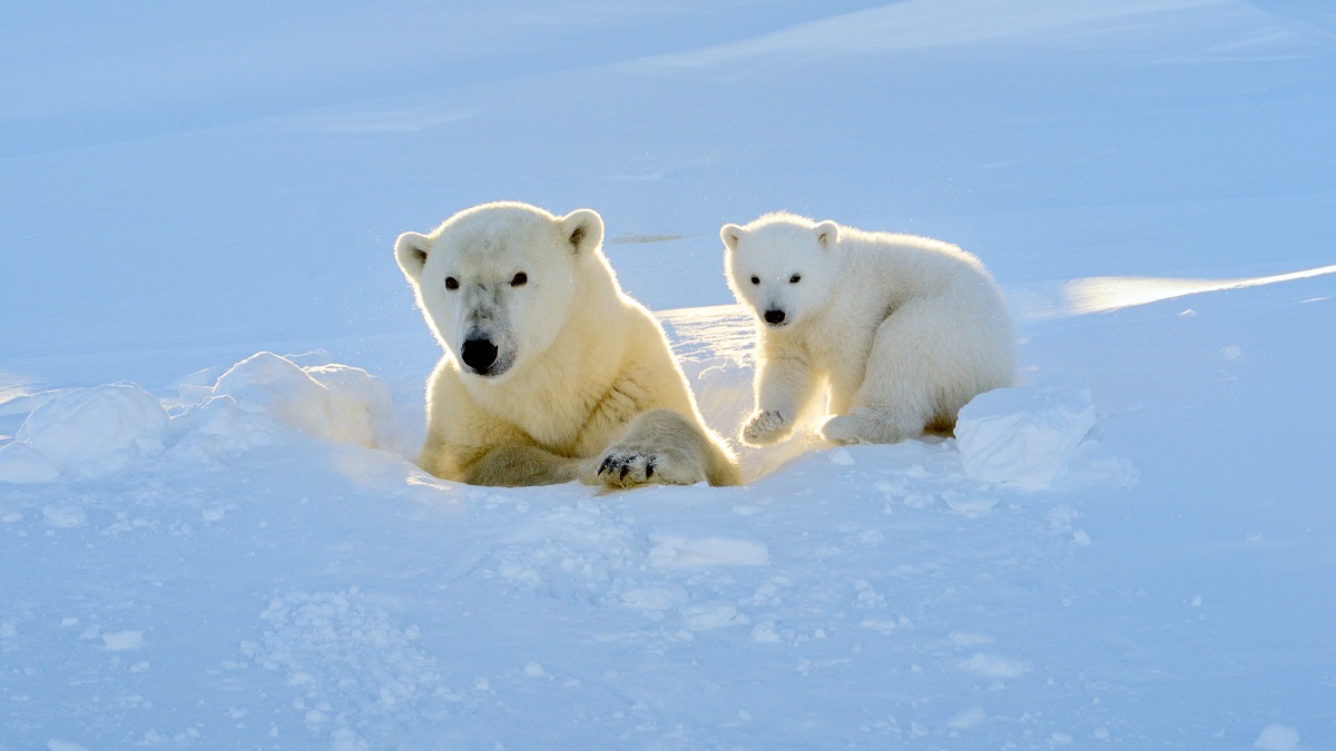 Shaky Oasis for Some Polar Bears Found, But Not for Species - TrendRadars