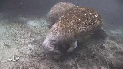 Manatees Are Dying of Starvation. Here's How We Can Protect Them