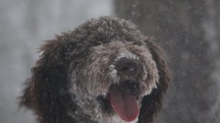 [tint-NBC_Boston] Dog in Snow