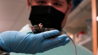 Research assistant Katie McCullough holds up a mouse for Jake Litvag, 16